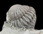 Enrolled Flexicalymene Trilobite - Ohio #47306-1